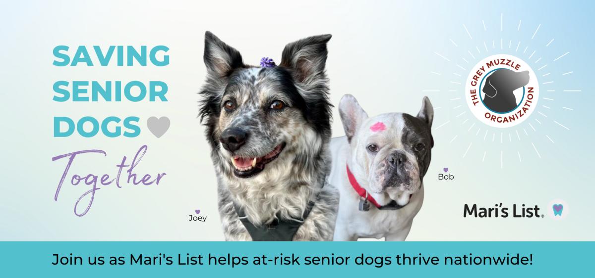 Supporting senior dogs